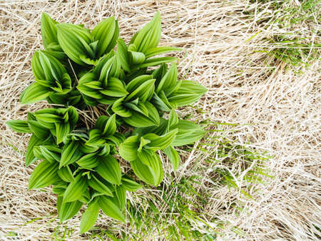False hellebores (Veratrum sp), in mountain meadows near the Mottarone mountain of Lake Maggiore, Piedmont, Italyの写真素材