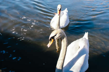 pair of swans swimming peacefully along the river, Lago Maggiore, Italyの写真素材