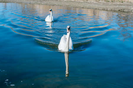 pair of swans swimming peacefully along the river, Lago Maggiore, Italyの写真素材