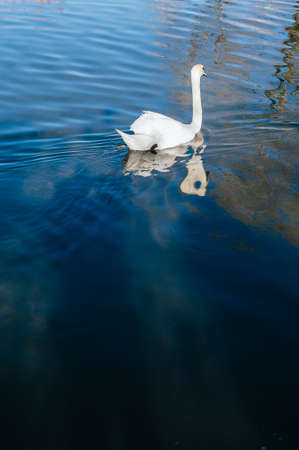 swan swims quiet along the river, Lago Maggiore,の写真素材