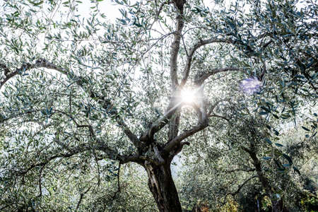 Terraces with olive plantation, Ligurian mountains, Imperia, Italyの写真素材