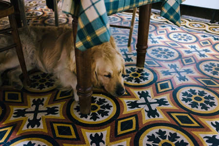 golden retriever lying under the kitchen table looks in the cameraの写真素材