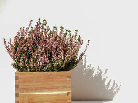 Erica  in wooden vase casts shadow on white wall, close up viewの写真素材