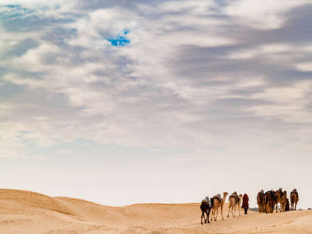 Douz, tunisia, africa, camel caravan in the sahara desert at sunset goes away towards the horizonの写真素材