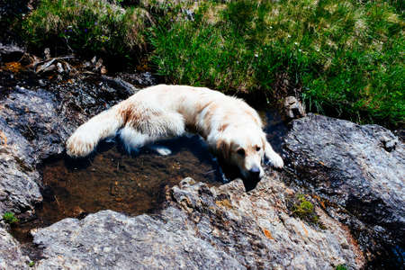 Golden retriever dog in a mountain river takes a bath on a summer day, during a hike in nature