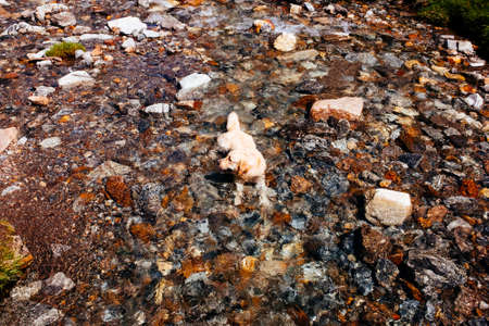 Golden retriever dog in a mountain river takes a bath on a summer day, during a hike in natureの写真素材