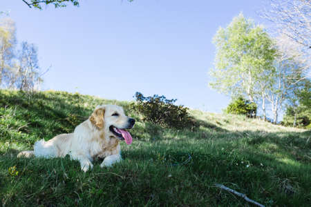Golden Retriever lying on the grass
