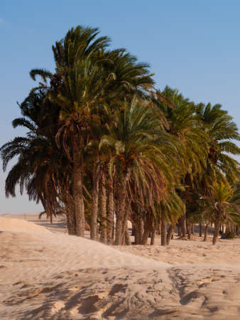 Gateway to the Sahara, Douz is a popular destination for tourists looking to experience the desert