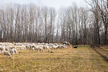 flock of sheep in a meadow while grazing in the autumnの写真素材