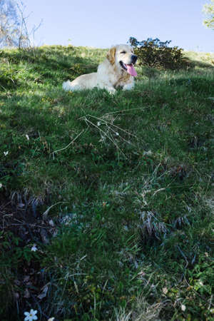 Golden Retriever lying on the grass