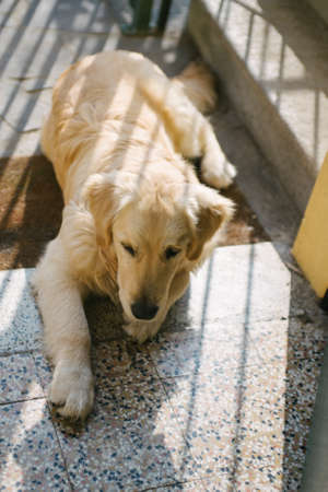 golden retriever at home entrance looks inwardsの写真素材