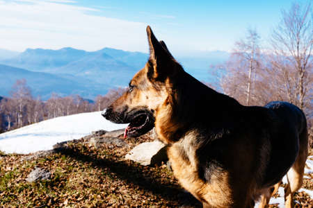 german shepherd dog in the nature in the mountains on the snowの写真素材