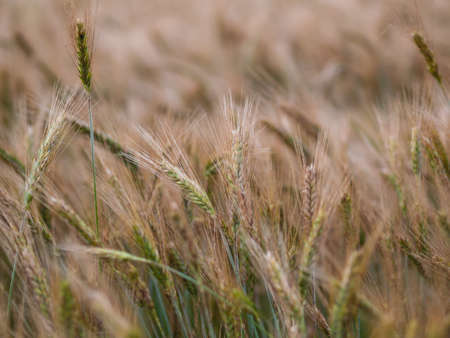 Backdrop of ripening ears of yellow wheat field , rural meadow Close up nature photo Idea of a rich...