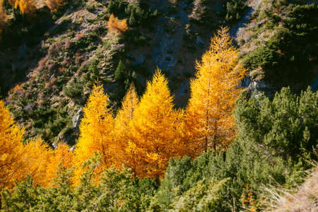 Beautiful larch colored with autumn colors in the mountains, illuminated by the sun, high Valtellina, Lombardy, Italyの写真素材