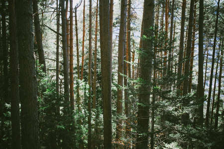Alpine valley high coniferous forest in spring, tall blue sky trees and mountain landscape