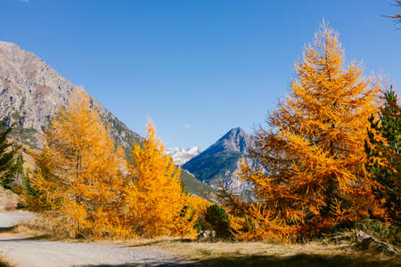 Beautiful larch colored with autumn colors in the mountains, illuminated by the sun, high...