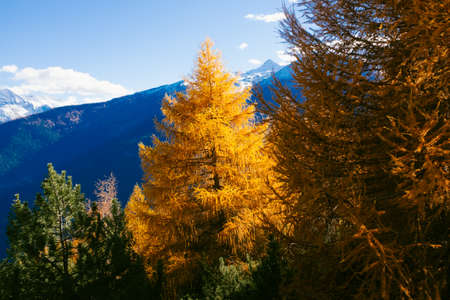 Beautiful larch colored with autumn colors in the mountains, illuminated by the sun, high Valtellina, Lombardy, Italyの写真素材