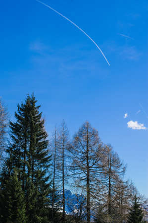 Alpine valley high coniferous forest in spring, tall blue sky trees and mountain landscapeの写真素材