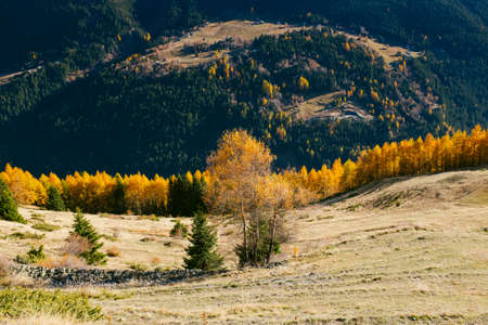 Beautiful larch colored with autumn colors in the mountains, illuminated by the sun, high Valtellina, Lombardy, Italyの写真素材