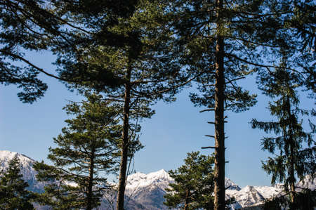 Alpine valley high coniferous forest in spring, tall blue sky trees and mountain landscape
