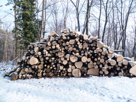 pile of wood in the forestの写真素材