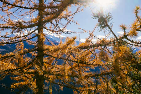 Beautiful larch colored with autumn colors in the mountains, illuminated by the sun, high...