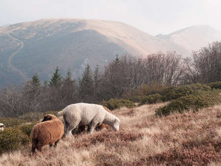 flock of sheep grazing on the autumn mountain meadows