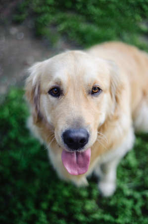 portrait of purebred Golden retriever dog in garden while looking upwardsの写真素材