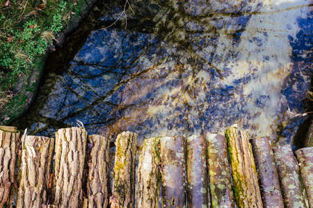 bridge built over fallen tree in the forest timber
