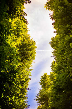 view from bottom to top of the fronds of the trees creating blue sky lineの写真素材