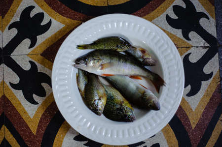 dish with raw lake fish, perchの写真素材