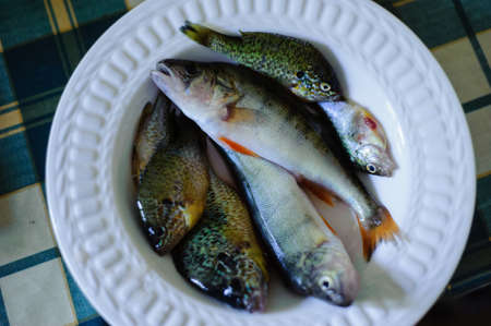 dish with raw lake fish, perchの写真素材