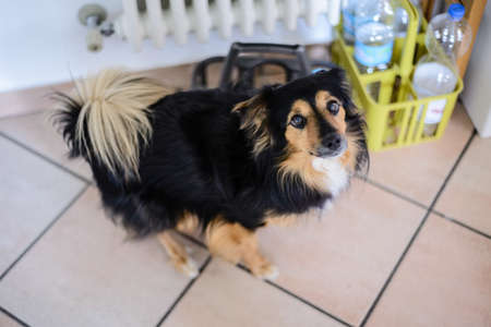 dog in the house looks upwards
