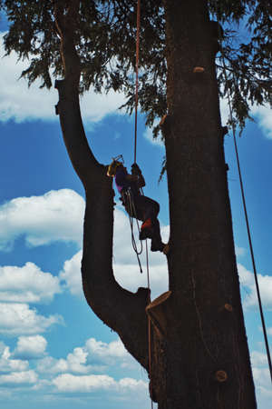 arborist climbs tree with tree climbing technique for pruning