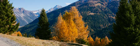Beautiful larch colored with autumn colors in the mountains, illuminated by the sun, high Valtellina, Lombardy, Italyの写真素材