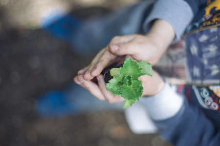 child hands with small seedling - salad plant protected by kidの写真素材