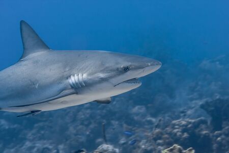 Beautiful Caribbean Reef Shark on the prowl for a meal in the crystal clear waters of the Turks and Caicos Islands.の写真素材