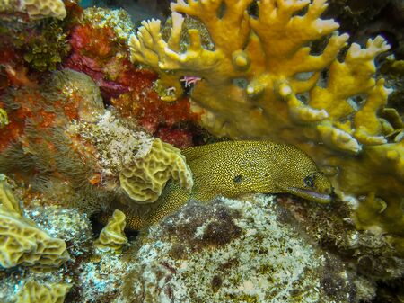 A Goldentail Moray Eel has found the safety of a crevice in the beautiful coral reefs and blue waters of the Caribbean off the island of Bonaire.の写真素材