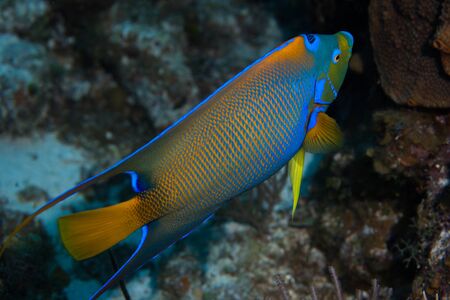 Queen Angelfish in the crystal clear waters of the Turks and Caicos islands.