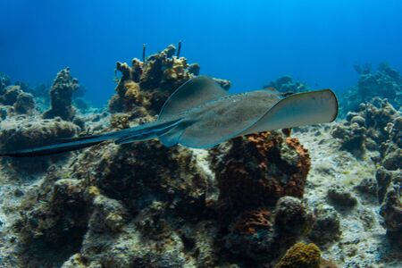 Southern Stingray glides over a reef in the Caribbeanの写真素材