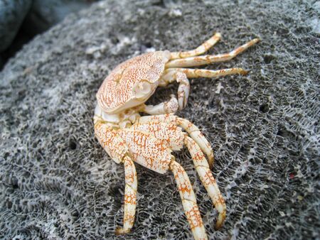 A crab's exoskeleton is left behind on the rocky Bonaire coastline after molting.の写真素材