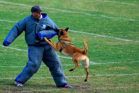 Cocoa, Florida / USA - October 12, 2019: A Law Enforcement K9 attacks a trainer in a padded bite suit during the Space Coast Police K9 Competition.のeditorial素材