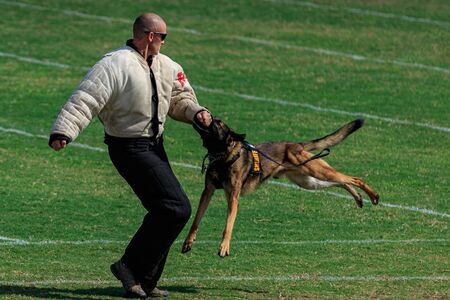 Cocoa, Florida / USA - October 12, 2019: A Law Enforcement K9 attacks a trainer in a padded bite suit during the Space Coast Police K9 Competition.のeditorial素材