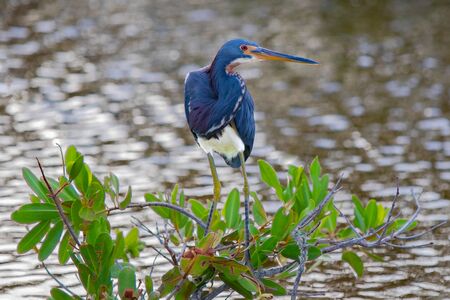Tri-Colored Heron hunting prey in the marsh at Merritt Island National Wildlife Refuge in Florida (USA)の写真素材