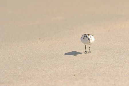 Sand Piper hunting for food in the sand along the Florida coastline at Playalinda Beach, Canaveral National Seashore.の写真素材