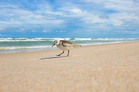 Sand Piper hunting for food in the sand along the Florida coastline at Playalinda Beach, Canaveral...