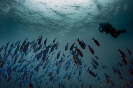 Large schools of colorful Creole Wrasse are abundant in the beautiful blue waters of the Caribbean off the island of Grenada.の写真素材