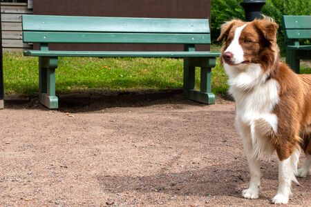 Beautiful alert red Border Collie enjoying a day in the park.の写真素材