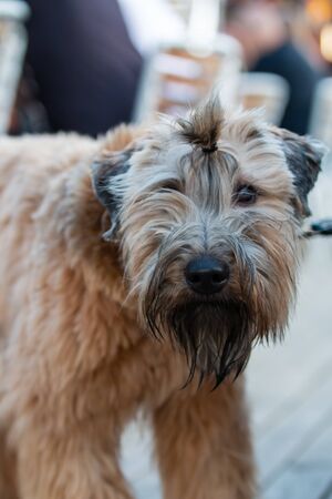 Handsome wheaten terrier with a man bun hanging out in the city of Turku, Finland.