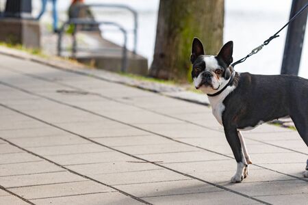 A lovely Boston Terrier enjoying a day in the park in Turku, Finland.の写真素材